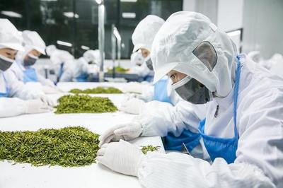 腳踏實地做好中國茶才是目標——杜國楹談茶葉的產品與營銷之道