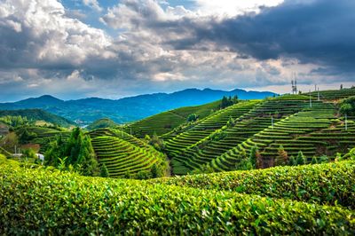 在杭州茶博會上占C位的是……茶葉